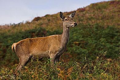 自改版以来 索尼PS+订阅会员减少了200万